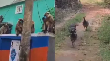 Monkeys, peacocks other wild animals venturing into human habitats in Balasore