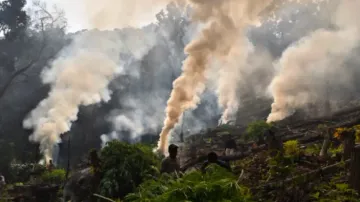'Green Clean Mission': 3500 kg ganja seized, 80 persons arrested so far in Odisha
