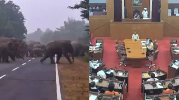 Human-elephant conflicts claimed 668 lives in last 3 yrs in Odisha, informs Minister in Assembly