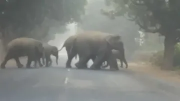 Winter census report of elephants in Odisha