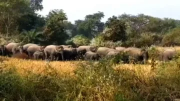 Panic grips Bargarh as elephant herd invades village, destroys crops