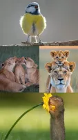 Amazing Glimpses Of Wildlife Captured In Cam You Can't Miss Ever!