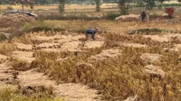 Paddy farmers in Odisha stare at losses due to untimely rains