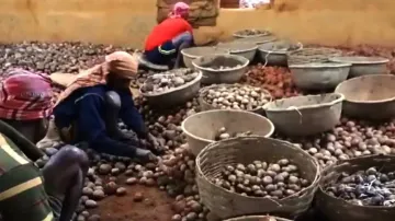 WB’s surplus potatoes face spoilage threat amid exports halt; Odisha grapples with shortage