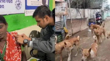 Stray dog menace continues to rise in Odisha, over 2.43 lakh dog bite cases reported in 10 months