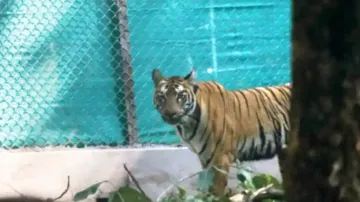 Tigress Zeenat’s ‘escape’ into Jharkhand forests leaves Odisha officials in soup