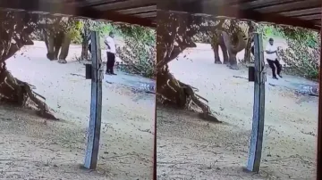 Gentle giant! Elephant 'alerts' man standing in its way instead of attacking, watch