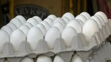 After potato, Odisha sees surge in egg prices; minister warns of action against hoarding