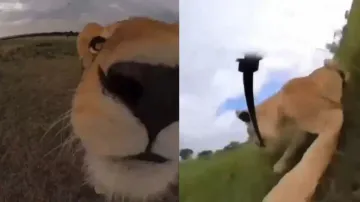 Lioness 'steals' camera, films self with selfie stick; watch