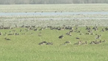 Satkosia to shut doors for tourists for bird and crocodile census; check dates here