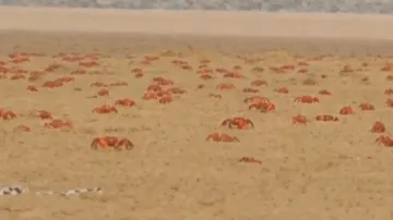 Prized red crabs in lush coastline of Odisha’s Balasore facing survival threat
