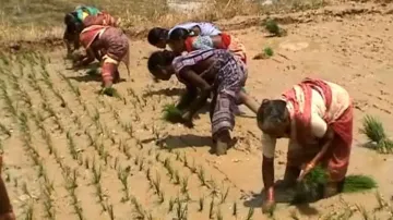 Odisha to introduce new agricultural policy emphasising organic farming