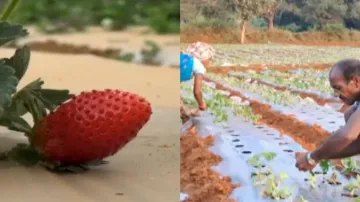 Strawberry farming flourishes in Odisha’s Koraput as farmers shift from traditional crops