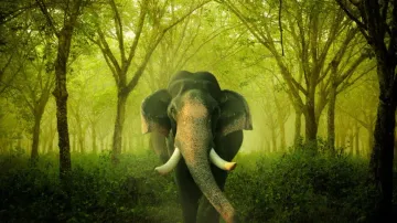 Odisha 2nd in country for max increase in green cover inside recorded forest area