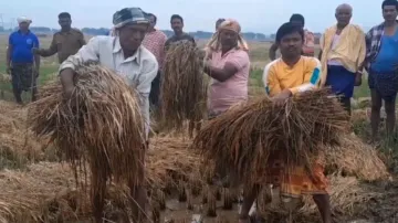 Rainfall in Odisha: Govt pledges compensation for affected farmers 