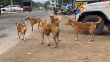 Stray dog sterilisation drive in Bhubaneswar soon to tackle rising attacks