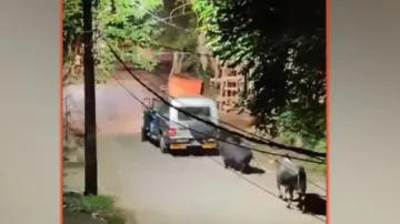 'Bull tries to save another bull from Cattle traffickers;' viral video sparks outrage in Cuttack