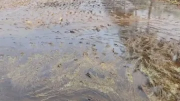 Unseasonal rainfall devastates Odisha’s crop yield