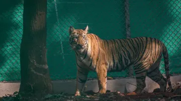The story of Tigress Zeenat, tranquilized after keeping 3 states on toes for 21 days