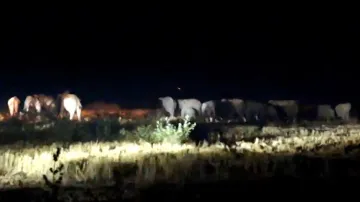 Elephant menace leaves farmers to burn midnight oil in Odisha