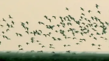 National Chilika Bird Festival beckons visitors to Odisha