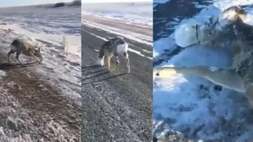 UNBELIEVABLE! Frozen deer rescued alive by kind-hearted man, watch