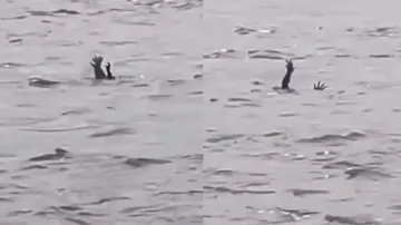 Crocodiles 'pretending to drown' to lure humans into water? Know what experts say