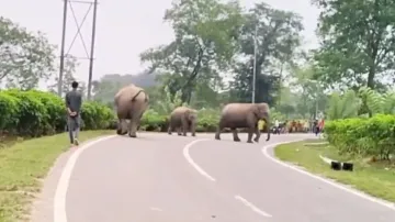 Stupidity! Youth annoys elephant herd, watch what happens next