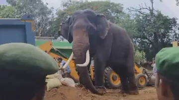 'Mahendra', 66-year-old tusker that protected Similipal, passes away in Odisha