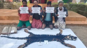 Melanistic tiger poached in Odisha’s Similipal; skin seized, 4 arrested