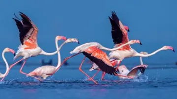 Over 15 lakh birds of 200 species recorded in Odisha’s wetlands