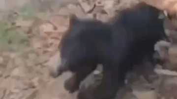 Forest official fights off 'killer' bear after it mauls two people to death in Chhattisgarh