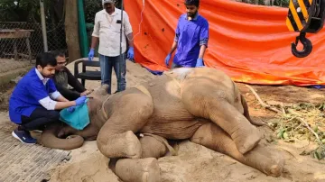 Days after white tiger cub's death, elephant calf dies at Nandankanan Zoo in Bhubaneswar