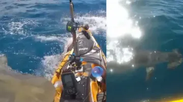 Man attacked by two sharks of different species while kayaking, watch how he escapes