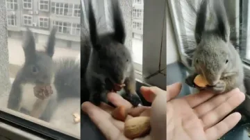 Bartering specialist! Squirrel trades dry leaves and fruits for fresh nuts, watch