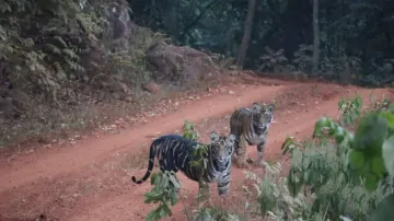 Rare sight of melanistic tiger cub in Odisha’s Similipal showcases genetic diversity, stuns tourists