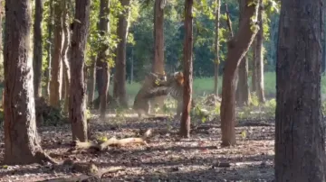 Clash of Titans! Royal Bengal Tigers' intense battle is unmissable, verdict is surprising; watch