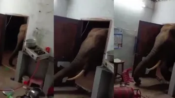 Uninvited guest! Elephant tries to enter house in search of food without breaking, watch