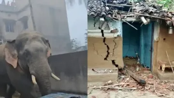 Increasing man-animal conflict: 14 persons killed within 100 days in elephant attacks in Odisha