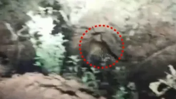 Leopard spotted in Cuttack