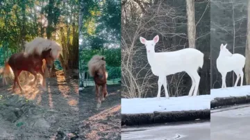 Majestic horse and white deer seem to be straight out of fairytale! Watch