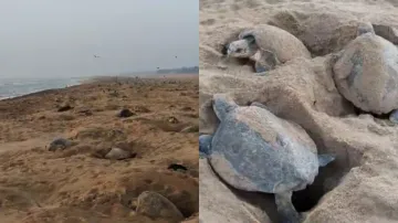 Olive Ridley turtles begin egg laying in Ganjam