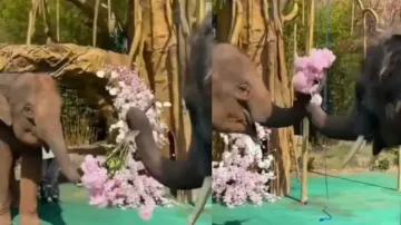 Valentines Forever! Jumbos' best-ever proposal is winning the internet, watch