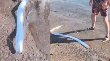 Doomsday nearing! Mysterious deep sea creature emerges from ocean depths to surface, watch