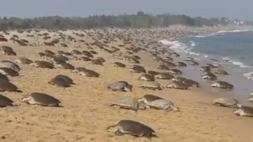 Indian Coast Guard launches ‘Operation Olivia’ to protect Odisha's Olive Ridley turtles