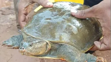 Indian flap shell turtles seized in Khordha