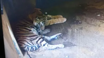 Tigress Ankita gives birth to cub at Nandankanan Zoo, total population reaches 28