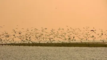 Migratory birds leave Bhitarkanika as temp soars