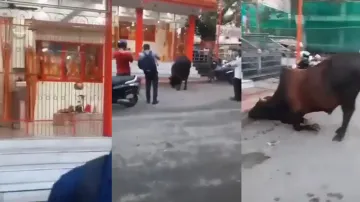 Maha Shivratri Special Bull offering obeisance at Lord Shiva Temple