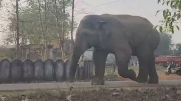 Tuskers wreak havoc in separate incidents in Odisha; temple priest trampled to death